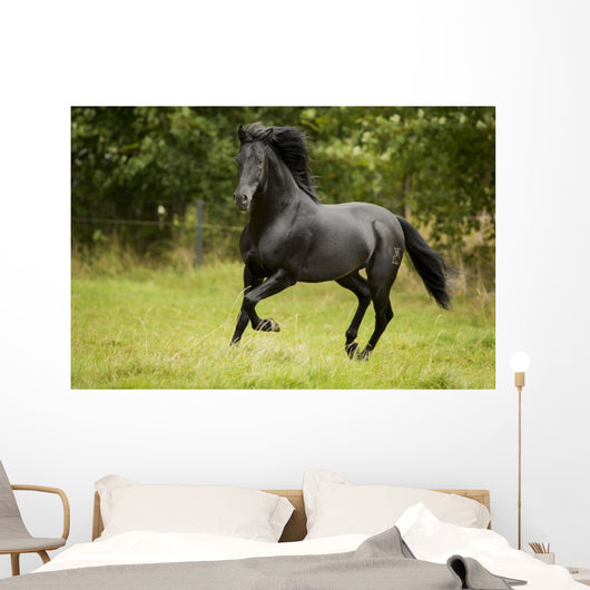 Black Beauty Wall Mural
