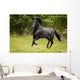 Black Beauty Wall Mural