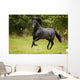Black Beauty Wall Mural