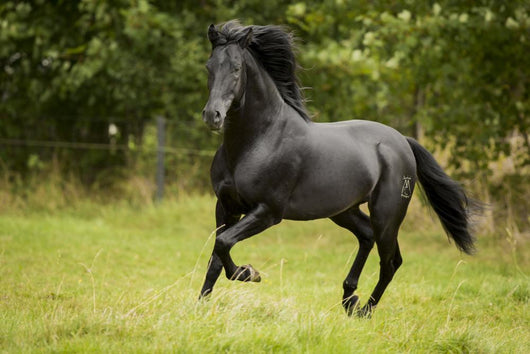 Black Beauty Wall Decal