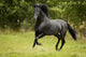 Black Beauty Wall Decal