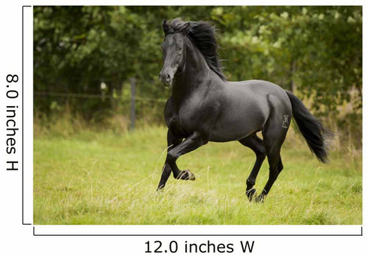 Black Beauty Wall Mural