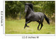 Black Beauty Wall Mural