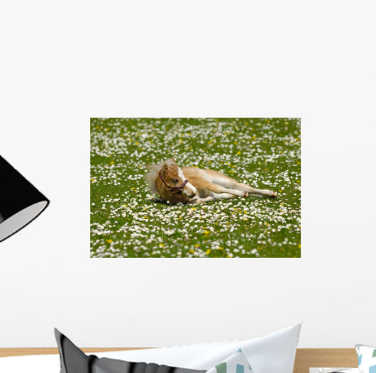 Horse Foal Is Resting on Flower Field Wall Mural