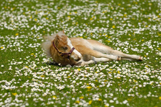 Horse Foal Is Resting On Flower Field Wall Decal