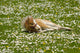 Horse Foal Is Resting On Flower Field Wall Decal
