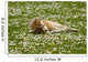 Horse Foal Is Resting on Flower Field Wall Mural