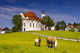 Wieskirche In Bayern Mit Haflinger Wall Decal