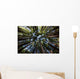 Canopy of Redwood Forest Wall Mural