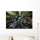 Canopy of Redwood Forest Wall Mural