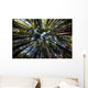 Canopy of Redwood Forest Wall Mural
