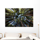 Canopy of Redwood Forest Wall Mural