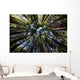 Canopy of Redwood Forest Wall Mural