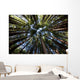 Canopy of Redwood Forest Wall Mural