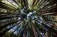 Canopy Of Redwood Forest Wall Decal