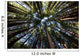 Canopy of Redwood Forest Wall Mural