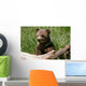 Grizzly bear cub sitting on the log Wall Mural