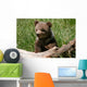 Grizzly bear cub sitting on the log Wall Mural
