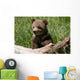 Grizzly bear cub sitting on the log Wall Mural
