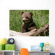 Grizzly bear cub sitting on the log Wall Mural