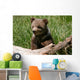 Grizzly bear cub sitting on the log Wall Mural
