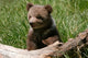 Grizzly Bear Cub Sitting On The Log Wall Decal