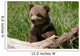 Grizzly bear cub sitting on the log Wall Mural