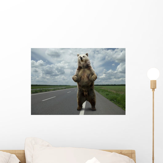 Brown bear standing on the road. Wall Mural