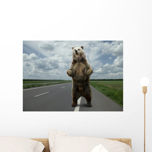 Brown bear standing on the road. Wall Mural