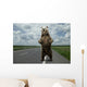 Brown bear standing on the road. Wall Mural