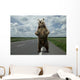Brown bear standing on the road. Wall Mural