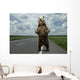 Brown bear standing on the road. Wall Mural