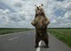 Brown Bear Standing On The Road. Wall Decal