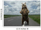 Brown bear standing on the road. Wall Mural