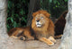 Lion Resting On A Tree Wall Decal