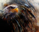 Painting Eagle On An Abstract Background, USA Symbols Freedom Wall Decal