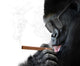 Badass Gorilla With Cool Sunglasses Smoking A Cigar Like A Boss Wall Decal