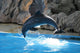 Dolphin Wall Decal
