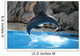 Dolphin Wall Mural
