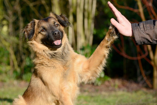 High Five Doggo Wall Decal