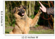 High Five Doggo Wall Mural