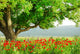 Poppy's Field And Big Green Tree Wall Decal