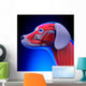 Dog Muscles Anatomy - Anatomy Wall Decal