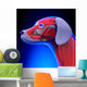 Dog Muscles Anatomy - Anatomy Wall Decal