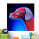Dog Muscles Anatomy - Anatomy Wall Decal