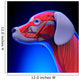 Dog Muscles Anatomy - Anatomy Wall Decal