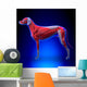 Dog Muscles Anatomy Muscular Wall Decal