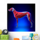 Dog Muscles Anatomy Muscular Wall Decal