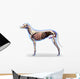 Dog Internal Organs Anatomy - Anatomy of a Male Dog Internal Org Wall Decal