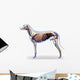 Dog Internal Organs Anatomy - Anatomy of a Male Dog Internal Org Wall Decal